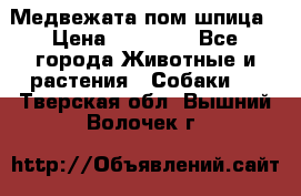 Медвежата пом шпица › Цена ­ 40 000 - Все города Животные и растения » Собаки   . Тверская обл.,Вышний Волочек г.